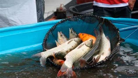 Feira do Peixe Vivo é neste sábado em Bento Gonçalves Revista News