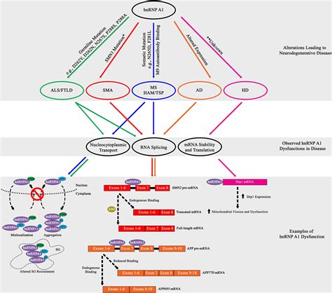 Frontiers A Comprehensive Analysis Of The Role Of HnRNP A1 Function