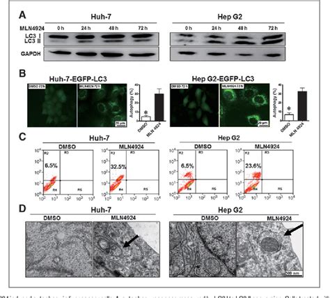 Figure 1 From The Nedd8 Activating Enzyme Inhibitor Mln4924 Induces