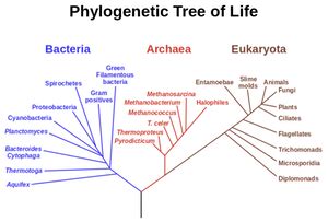 Thermophiles: Definition, Examples & Application | Study.com