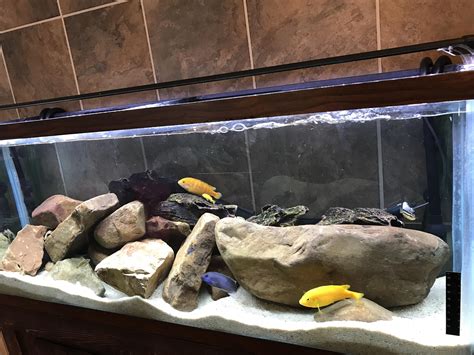 55g African cichlid tank with three rescues. : r/Cichlid