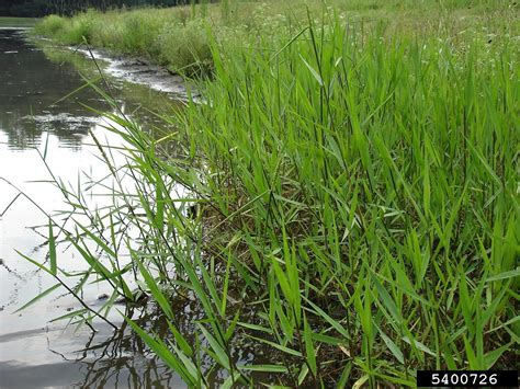 Invasive Species Of The Day March 5th Torpedo Grass And Hydrilla Newsletters