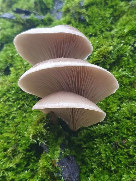 How To Identify Late Oyster Mushrooms Rebecca Lexa Naturalist