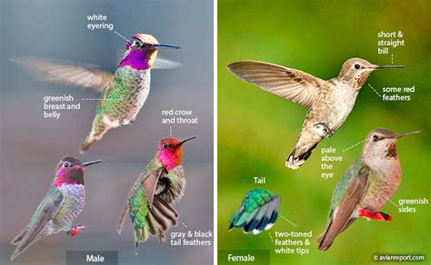 Hummingbird Identification An Illustrated Guide To All 14 North