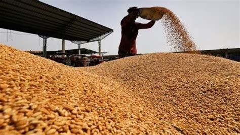 Govt S Wheat Stocks Fall To Year Low Mt Of Procurement Target