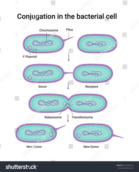 261 Bacteria conjugation Images, Stock Photos & Vectors | Shutterstock