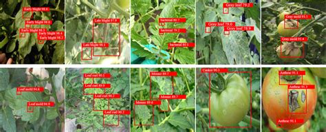 Edge Ai Breakthrough Enhances Tomato Disease Detection For Farmers