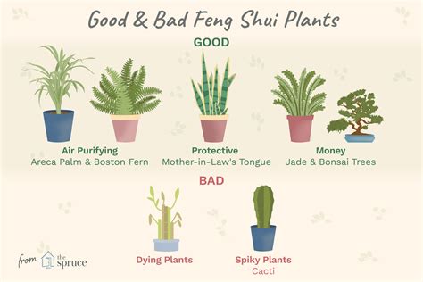 Good and Bad Feng Shui Plants