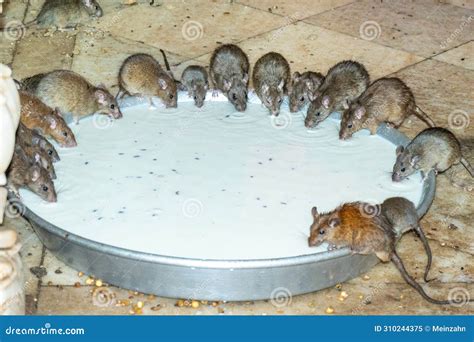 Rats Drinking Milk Provided At Karni Mata Rat Temple Deshnoke Near