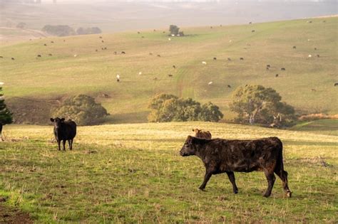 Premium Photo Sustainable Livestock Farming In Australia Regenerative