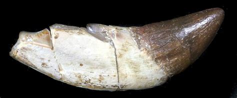 21 Eocene Archaeocete Basilosaur Tooth Primitive Whale For Sale