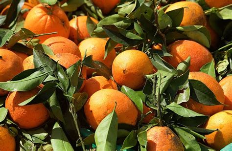 Different Types of Oranges To Grow Or For Consumption (with Pictures) | Trees.com