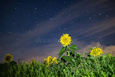 Sunflower Field At Night Astrophotography Stars On Sky Stock Photo