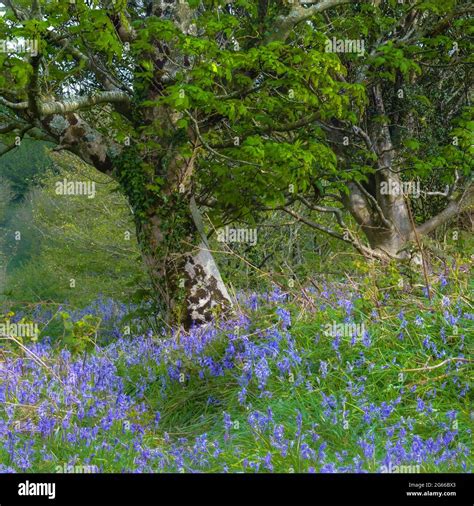 Bluebells Grass Fern Woods Forest Hi Res Stock Photography And Images