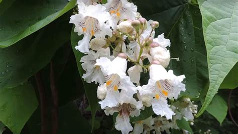 Growing and Caring for the Northern Catalpa Tree - Gardening Channel