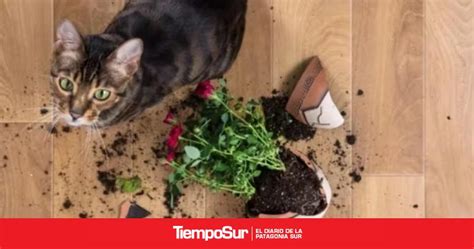 La Raz N Por La Que Los Gatos Tiran Cosas Al Piso