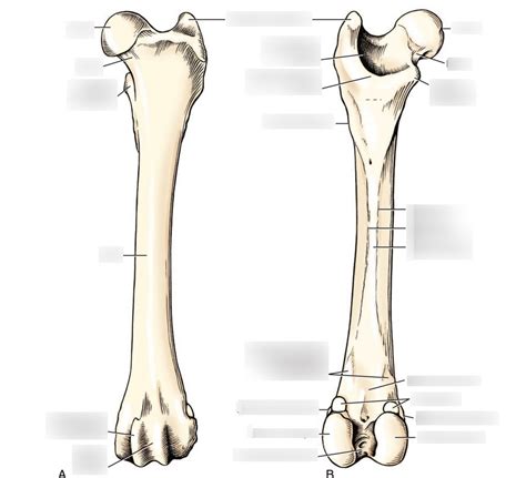 Femur Osteology Diagram Quizlet