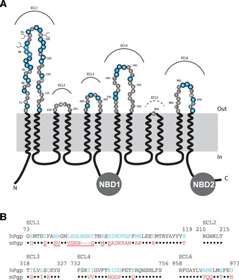 Topology And Sequence Comparison Of The Extracellular Loops Of Human