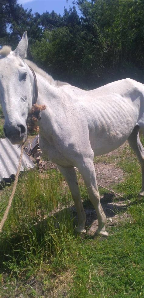 Égua montada idial para crianças Febres OLX Portugal