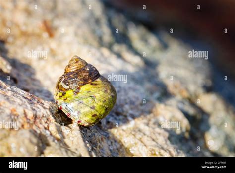 Periwinkle Shell Hi Res Stock Photography And Images Alamy