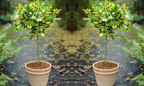 Pair Of Gorgeous Golden King Variegated Holly Tree Standards