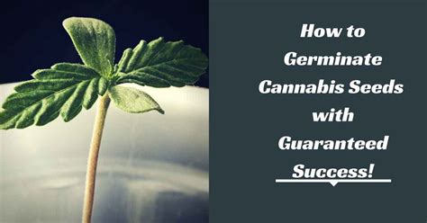 How To Germinate Cannabis Seeds With Guaranteed Success