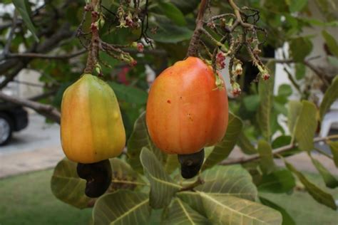 Buy Cashew Nut Fruit Trees In Australia Anacardium Occidentale