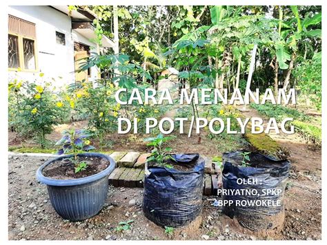 Cara Menanam Di Pot Atau Polybag Pptx