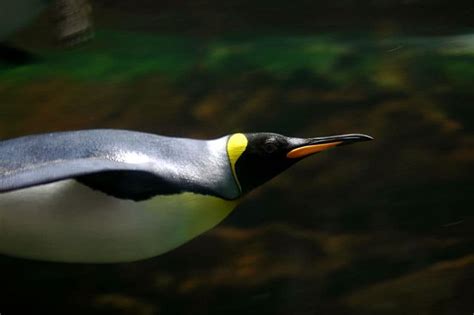 10 Incredible King Penguin Facts - Wiki Point