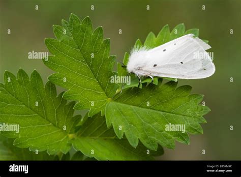 White Ermine Spilosoma Lubricipeda On Leaves Lorraine France Stock