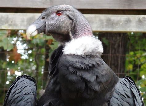 Andean condor - Alchetron, The Free Social Encyclopedia