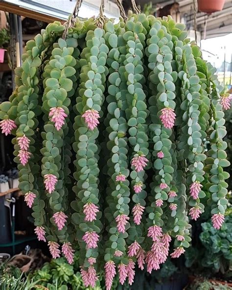 pin  john evans  succulents exotic plants succulent garden diy
