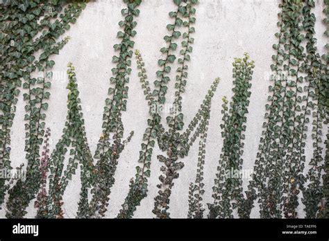 Ivy Wall Concrete Hi Res Stock Photography And Images Alamy