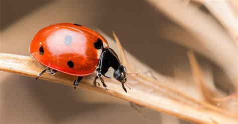 How Do Ladybugs Survive In Winter Insects Authority