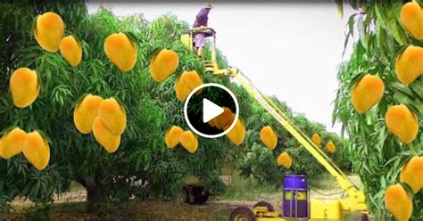 Mango Harvesting Machine And Mango Farm Agriculture Technology Amazing