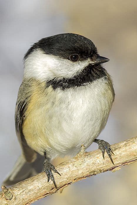 Pin By Christine On Les Oiseaux Birds Painting Bird Drawings Bird