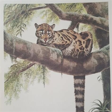 Guy Coheleach Limited Edition Hand Signed Print Clouded Leopard 1973