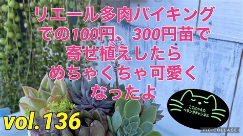 【多肉植物】【ベランダ多肉】【リエール苗】【メンバーシップ販売会】【300円苗】ここにゃんたベランダチャンネルvol136 Youtube