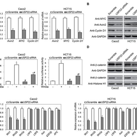 Knockdown Of Usp22 Attenuated Wntβ Catenin Signaling Pathway A B