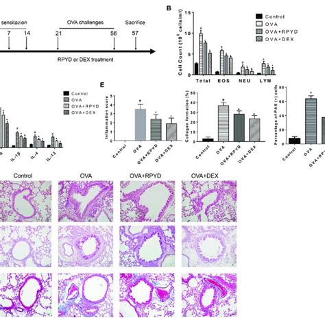 Effects Of Rpyd On Ova Induced Inflammation Of Asthmatic Mice A