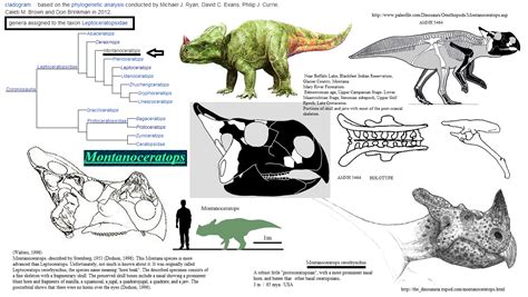 AMNH montanoceratops / http://the_dinosauria.tripod.com/montanoceratops.html http://www ...