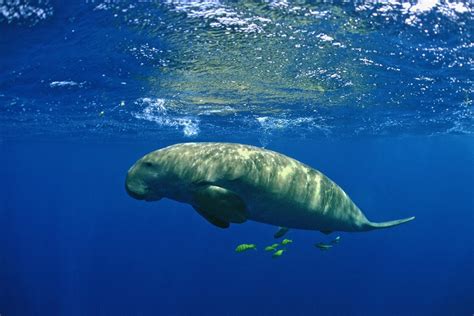 Dugongs Muse Of Mermaid Legends Declared Extinct In China News