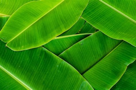 full frame shot  green leaf premium photo