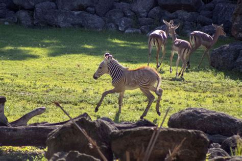 Grévys Zebra Foal Makes His First Visit To The Veldt Zooborns