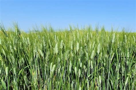 wheat plant information Artigos - Wikifarmer