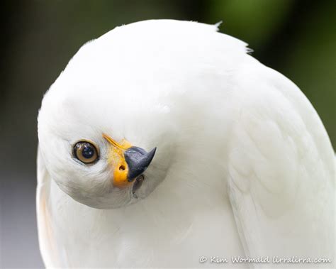 Grey Goshawk (white morph) « lirralirra