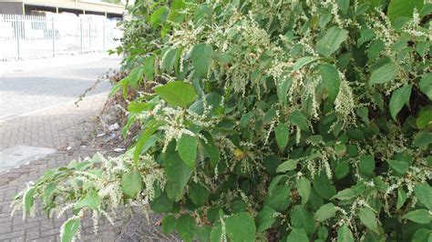 Japanese knotweed removal Sutton Coldfield