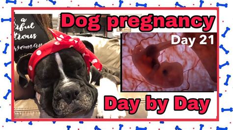 Boxer Dog Pregnancy🦮 Week 3🐕‍🦺day 21 ️keep Your Pregnant Dog Happy And