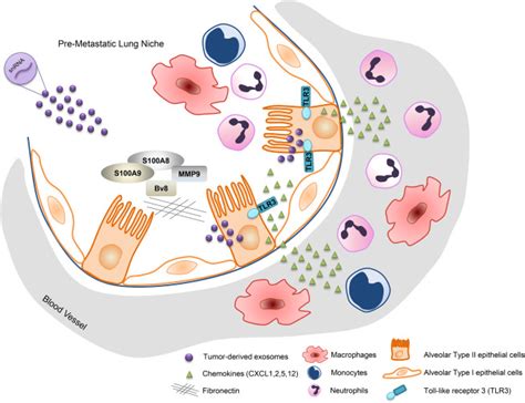 Pre Metastatic Niche Formation Has Taken Its Toll Cancer Cell