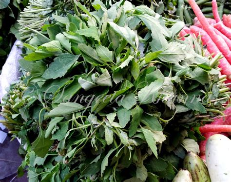 Unusual Greens Bathua Chenopodium Greens A Paratha And A Raw